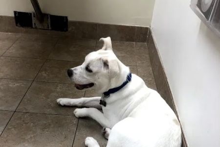 Peachtree Corners Animal Clinic
