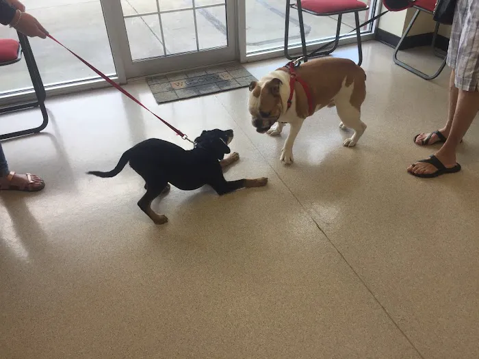 AVS Animal Hospital 5