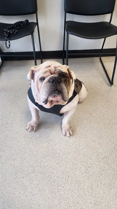 AVS Animal Hospital 6