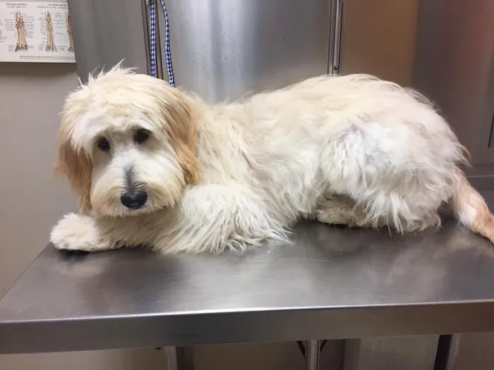 AVS Animal Hospital 8