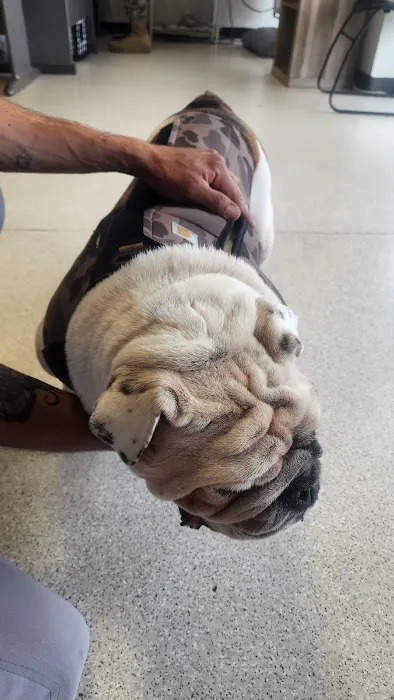 AVS Animal Hospital 1