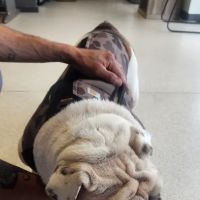 AVS Animal Hospital ico