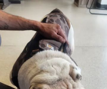 AVS Animal Hospital