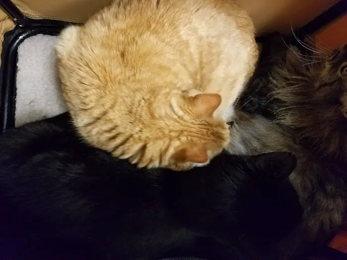 Riverside Animal Hospital 1