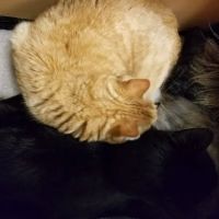 Riverside Animal Hospital ico