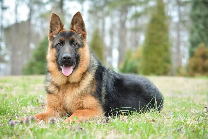 Hudspeth Animal Hospital 6