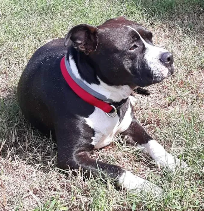 Hudspeth Animal Hospital 2