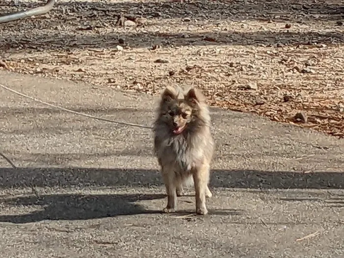 Holly Tree Animal Hospital 6