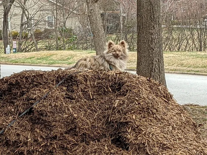 Holly Tree Animal Hospital 8