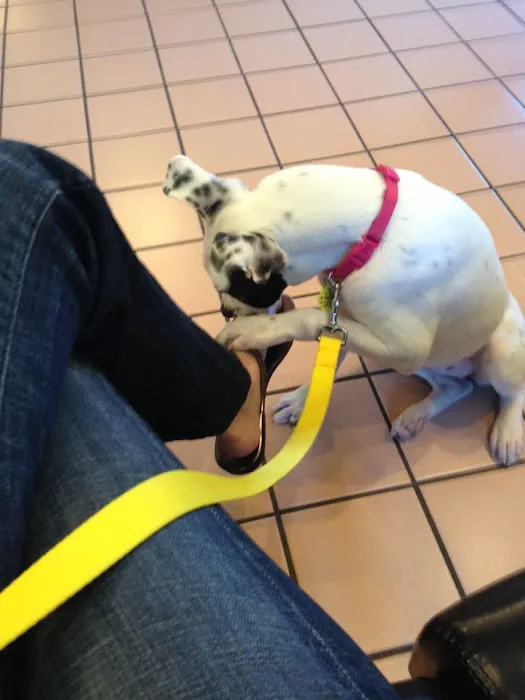 Holly Tree Animal Hospital 10