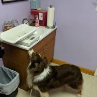 Steven R. Shrum, DVM: Holly Tree Animal Hospital ico