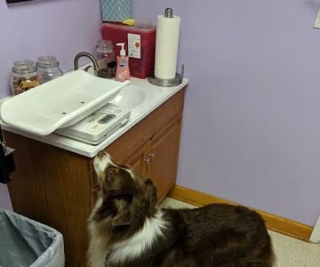 Steven R. Shrum, DVM: Holly Tree Animal Hospital