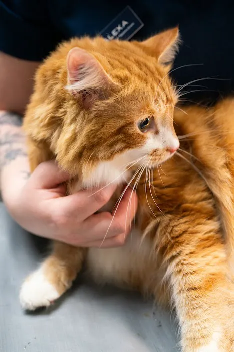 Five Forks Animal Hospital 4