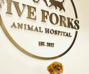 Five Forks Animal Hospital