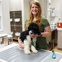 Thornblade Animal Hospital ico