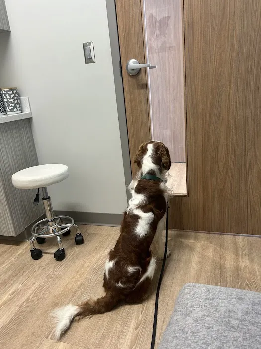 Thornblade Animal Hospital 8