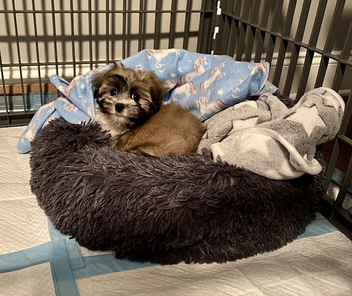 Woodruff Road Animal Hospital 7