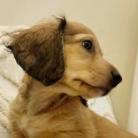 Woodruff Road Animal Hospital ico