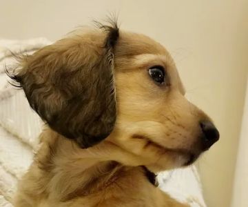 Woodruff Road Animal Hospital