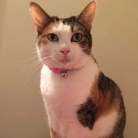 Upstate Vet Emergency & Specialty Care ico