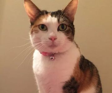 Upstate Vet Emergency & Specialty Care