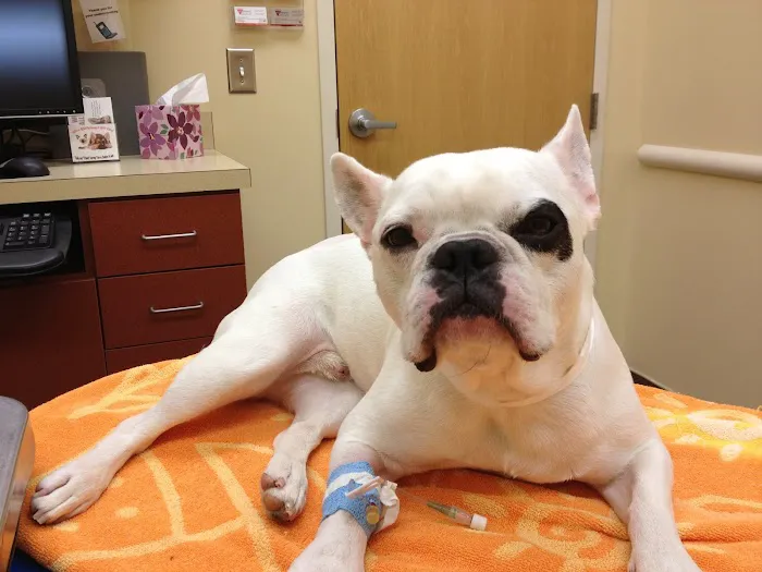 Upstate Vet Emergency & Specialty Care 9
