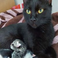 Pet Vaccine Clinic ico