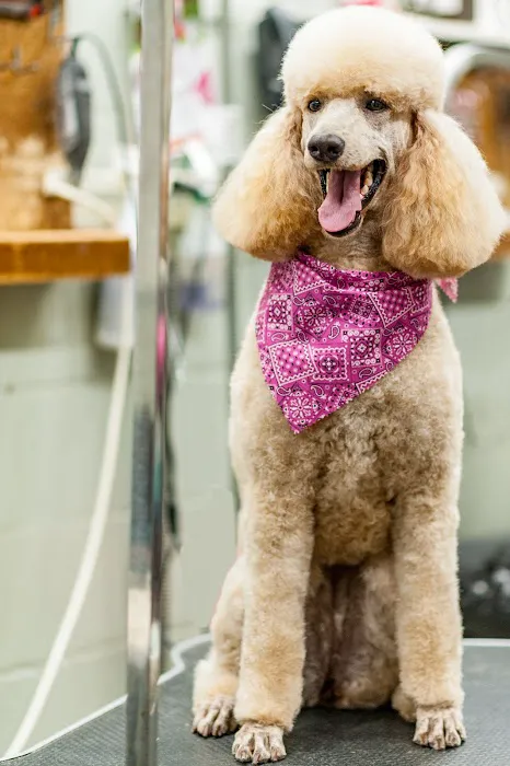 Pleasantburg Veterinary Clinic 3