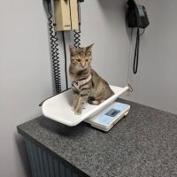 Johns Creek Veterinary Clinic ico