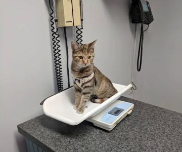 Johns Creek Veterinary Clinic