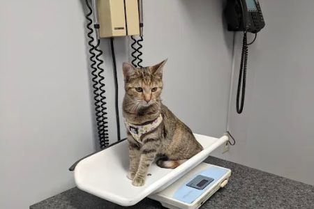 Johns Creek Veterinary Clinic
