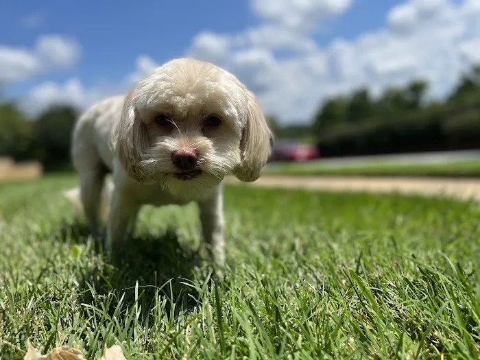 Johns Creek Veterinary Clinic 9