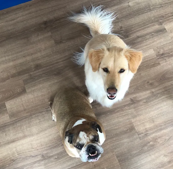 Peach Paws Animal Hospital 12