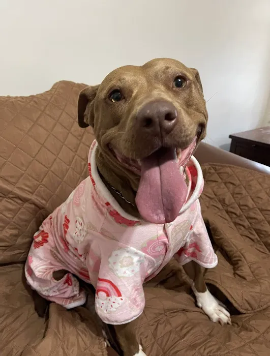 Peach Paws Animal Hospital 12