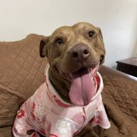 Peach Paws Animal Hospital ico