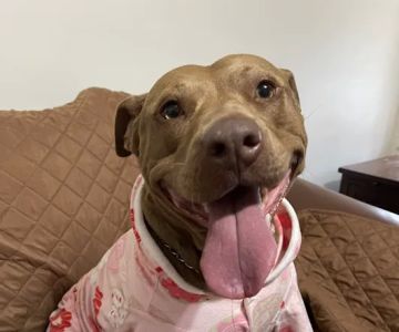 Peach Paws Animal Hospital
