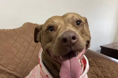 Peach Paws Animal Hospital