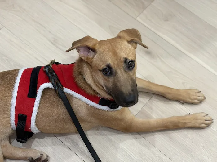 Petfolk Veterinary & Urgent Care - Peachtree Corners 6