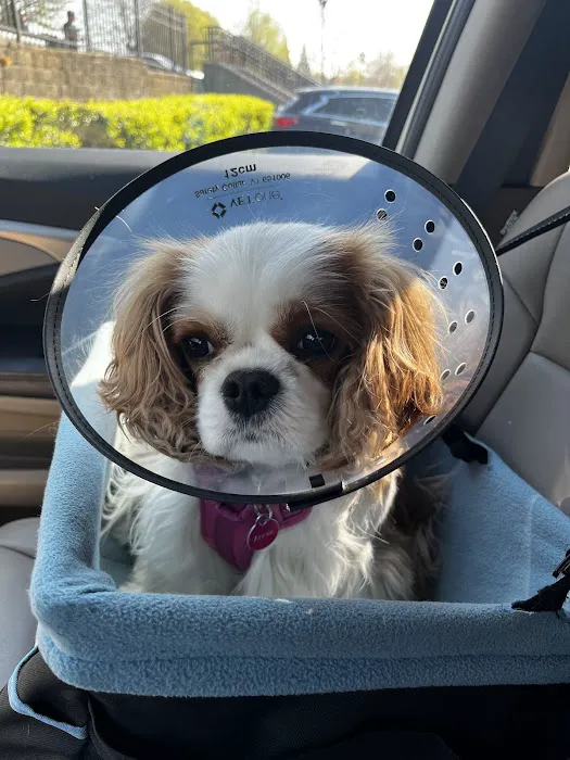 Petfolk Veterinary & Urgent Care - Peachtree Corners 3