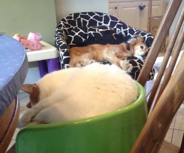 Spalding Animal Hospital