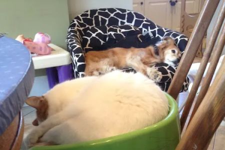 Spalding Animal Hospital
