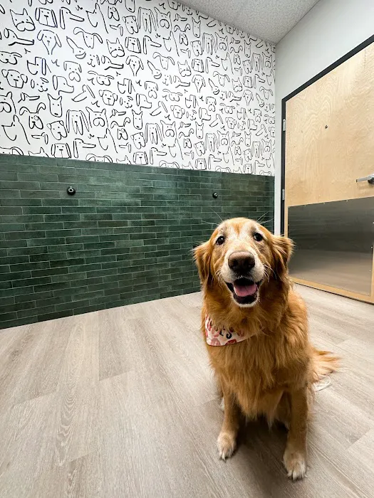 ModernVet 6