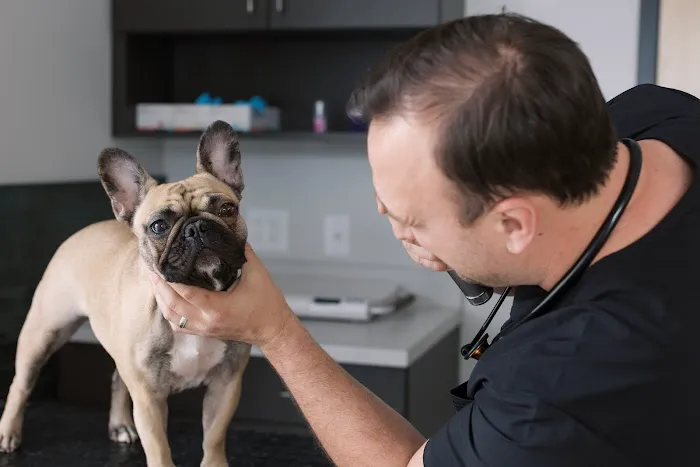 ModernVet 4
