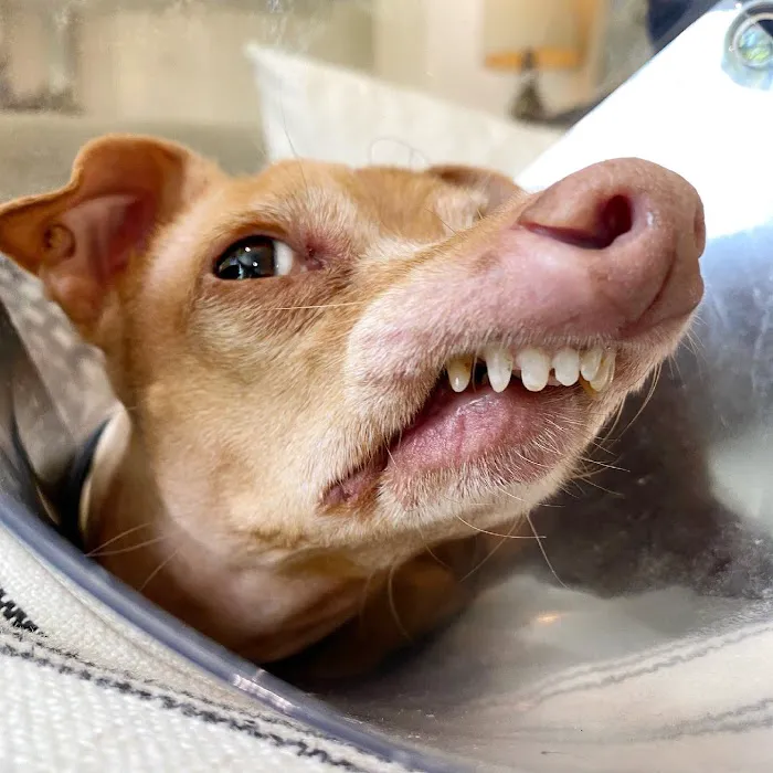 BluePearl Pet Hospital 4