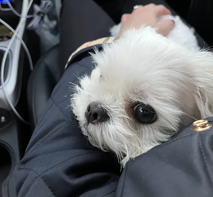 P&A Animal Medical Center(Animal Hospital) 4