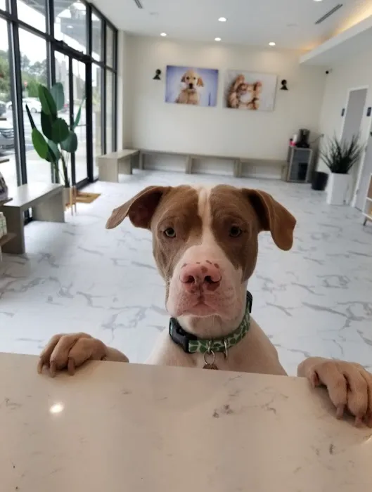 P&A Animal Medical Center(Animal Hospital) 3