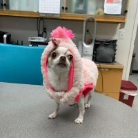 Firehall 4 Animal Hospital ico