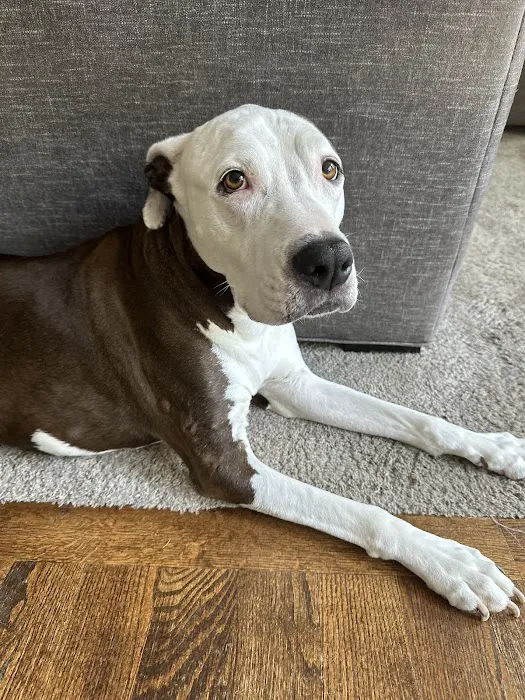 Best Friends Mobile Veterinary Services, LLC 12