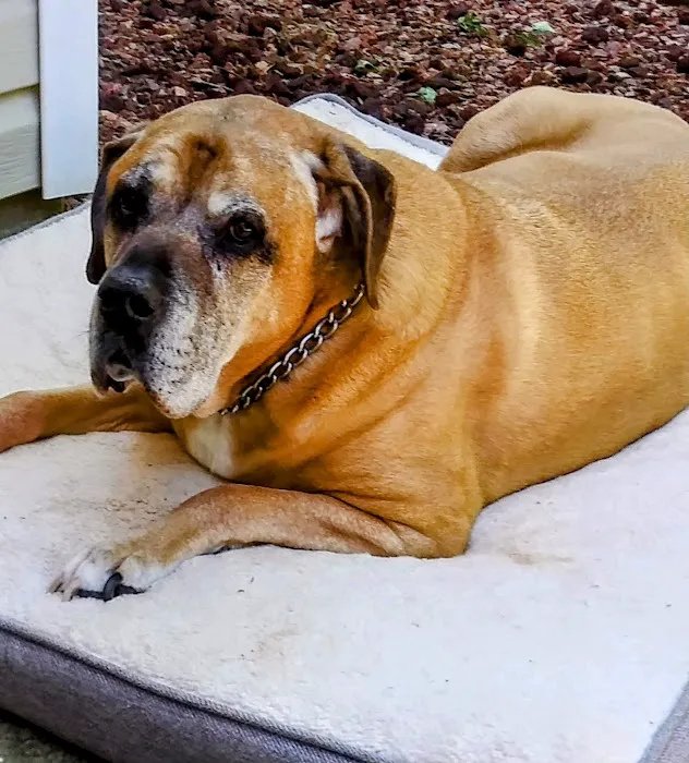 Best Friends Mobile Veterinary Services, LLC 12