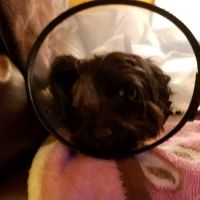 Animal Eye Care Clinic ico